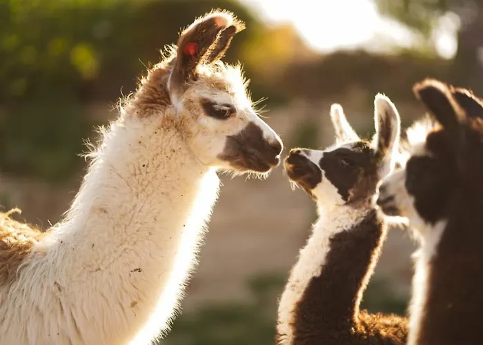 Alpaca Farm - חוות האלפקות